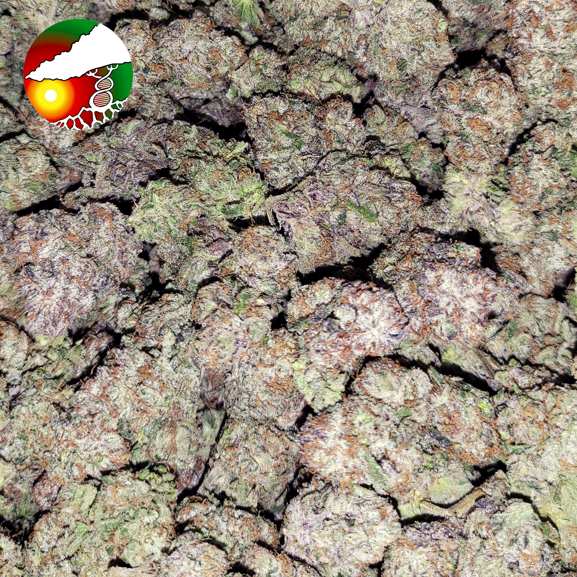 🔥 $79 FULL OUNCE SPECIAL 🔥$49 HALF OUNCE SPECIAL *** INDOOR